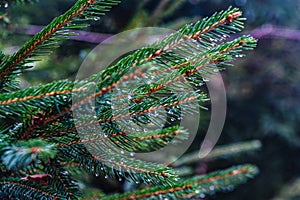 Evening in the forest.Spruce branches in raindrops.