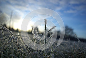 Evening Frost in Winter