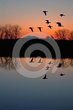 Evening Geese