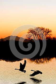 Evening Geese Silhouette