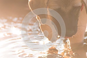 Evening Glow: Close-Up of a Puppy\'s Face Wading Through Sunset Waters