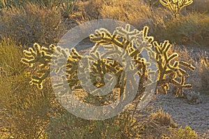 Evening Glow LIghting a Cholla in the Desert