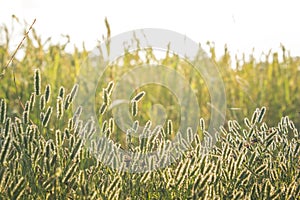 Evening grass background sun light