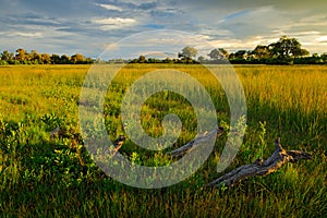 Evening on the grass road in savannah, Moremi, Okavango delta in Botswana, Africa. Sunset in African nature. Golden grass with for