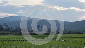 evening green rice field with mountain