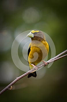 An Evening Grosbeak