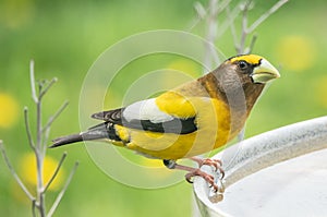 Evening Grosbeak at a Bird Bath