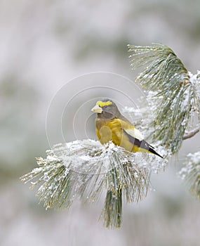 An Evening Grosbeak Coccothraustes vespertinus male perched on a snow covered branch in Algonquin Park
