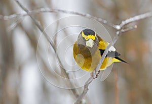 An Evening Grosbeak Coccothraustes vespertinus male perched on a snow covered branch in Algonquin Park