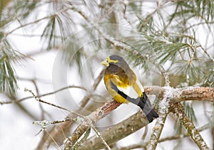 An Evening Grosbeak Coccothraustes vespertinus male perched on a snow covered branch in Algonquin Park