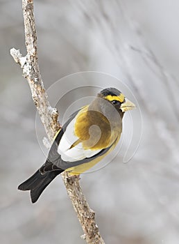 An Evening Grosbeak Coccothraustes vespertinus male perched on a snow covered branch in Algonquin Park