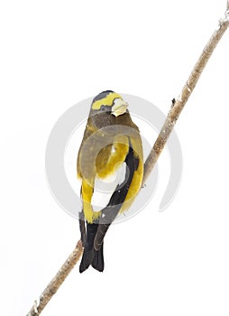 An Evening Grosbeak Coccothraustes vespertinus male perched on a snow covered branch in Algonquin Park