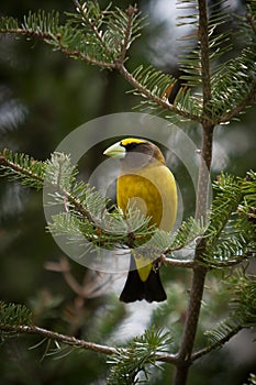 An Evening Grosbeak on Fir Tree