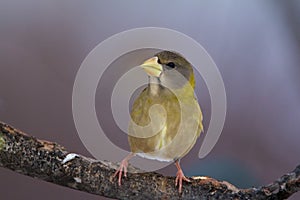 Evening Grosbeak Immature   830010