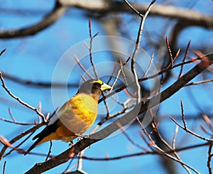 Evening grosbeak in a tree