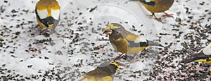 Evening Grosbeaks Coccothraustes vespertinus gathered together eating seed in snow.