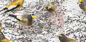 Evening Grosbeaks Coccothraustes vespertinus gathered together eating seed in snow.