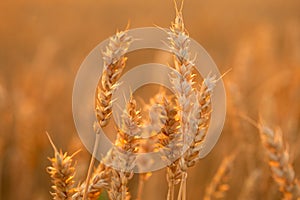 Evening Harvest: Wheat Ears Basking in the Sunset