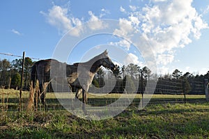 Evening Horse photo