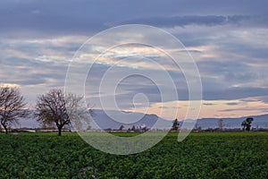 Evening landscape with bare trees, green field and hills at the horizon