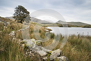 Evening landscape image of Llyn y Dywarchen lake in Autumn in Sn