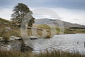 Evening landscape image of Llyn y Dywarchen lake in Autumn in Sn