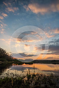 Evening landscape over the pond with reed