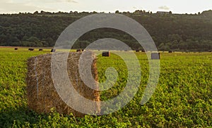 Evening landscape of straw hay bales on green field at sunset. Rural nature