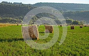 Evening landscape of straw hay bales on green field at sunset. Rural nature