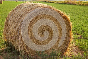 Evening landscape of straw hay bales on green field at sunset. Rural nature