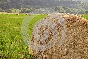 Evening landscape of straw hay bales on green field at sunset. Rural nature