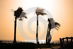 Evening landscape of the tropical sea shore. Silhouettes of three palm trees stagger from the wind. Travel concept of sunset on