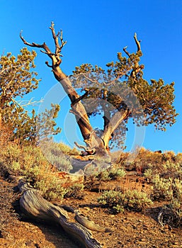 Evening Light on Ancient Bristlecone Pine, White Mountains, California