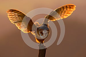 Evening light with bird with open wings. Action scene with owl. Owl sunset. Barn owl landing with spread wings on tree stump at th