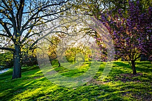 Evening light on colorful trees in Druid Hill Park, Baltimore, M