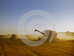 Evening light on combines harvesting ripe golden wheat