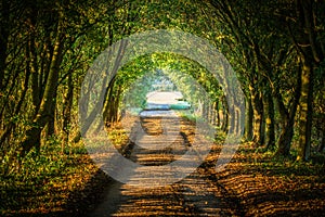 Evening light falls across beautiful farmland track in the British countryside.