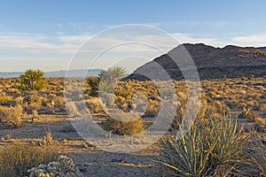 Evening Light in the Mojave Desert