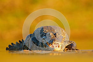 Evening light in nature. Yacare Caiman, crocodile with open muzzle with big teeth, Pantanal, Brazil. Detail portrait of danger rep