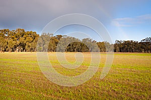 Evening light over field with gum trees and rainbow