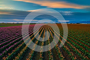 Colors of tulip rows in the Skagit Valley, Washington State photo