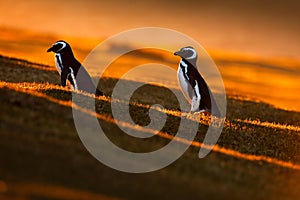 Evening light with penguins. Birds with orange sunset. Beautiful Magellan penguin with sun light. Penguin with evening light. Open