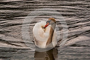 Evening light on swan