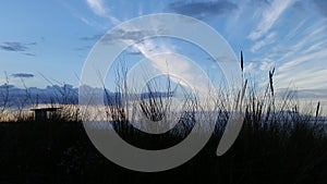 Evening Light And Weeds