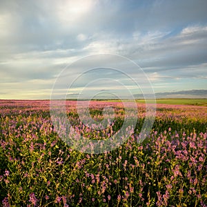 Evening at lilac flowers field.