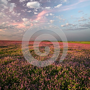 Evening at lilac flowers field.