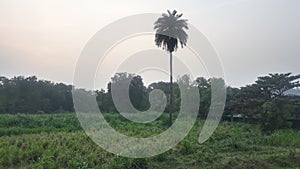 Evening look of farm and trees