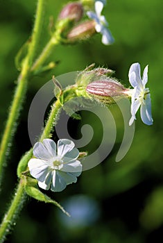 Evening Lychnis   40221