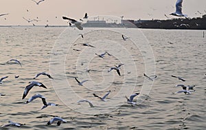 There are many seagulls in the sky