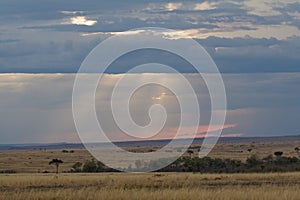 Evening in Masai Mara, Kenya